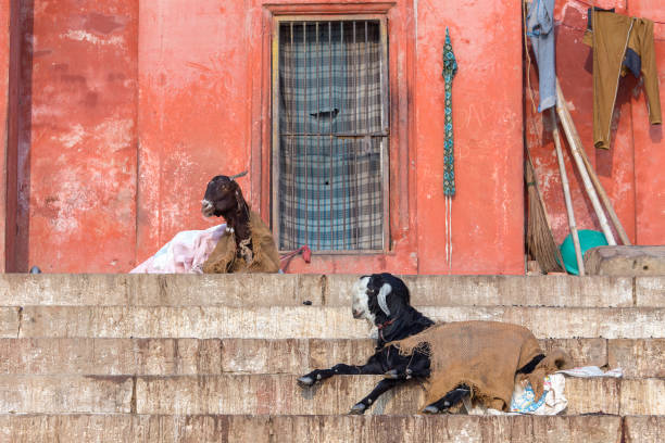 ruhende ziege auf dem ghat schritt von varanasi, indien - india ganges river goat steps stock-fotos und bilder