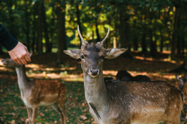 istock A volunteer feeds a wild deer in the forest. Caring for animals. 928724420