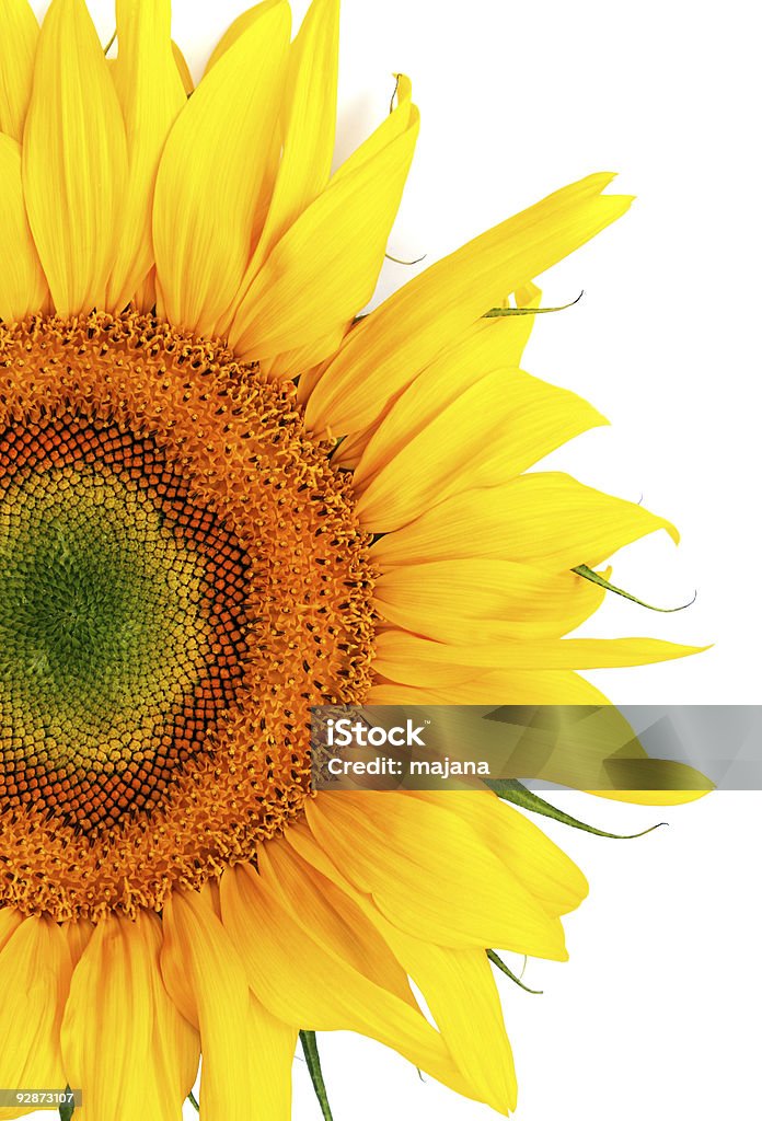 Colorful Sunflower  Agriculture Stock Photo