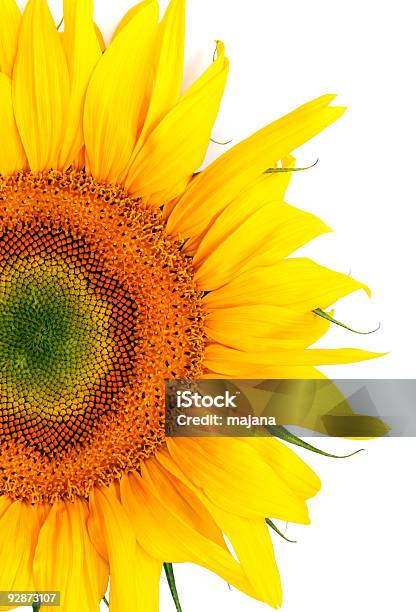 Colorful Sunflower Stock Photo - Download Image Now - Agriculture, Beauty In Nature, Close-up