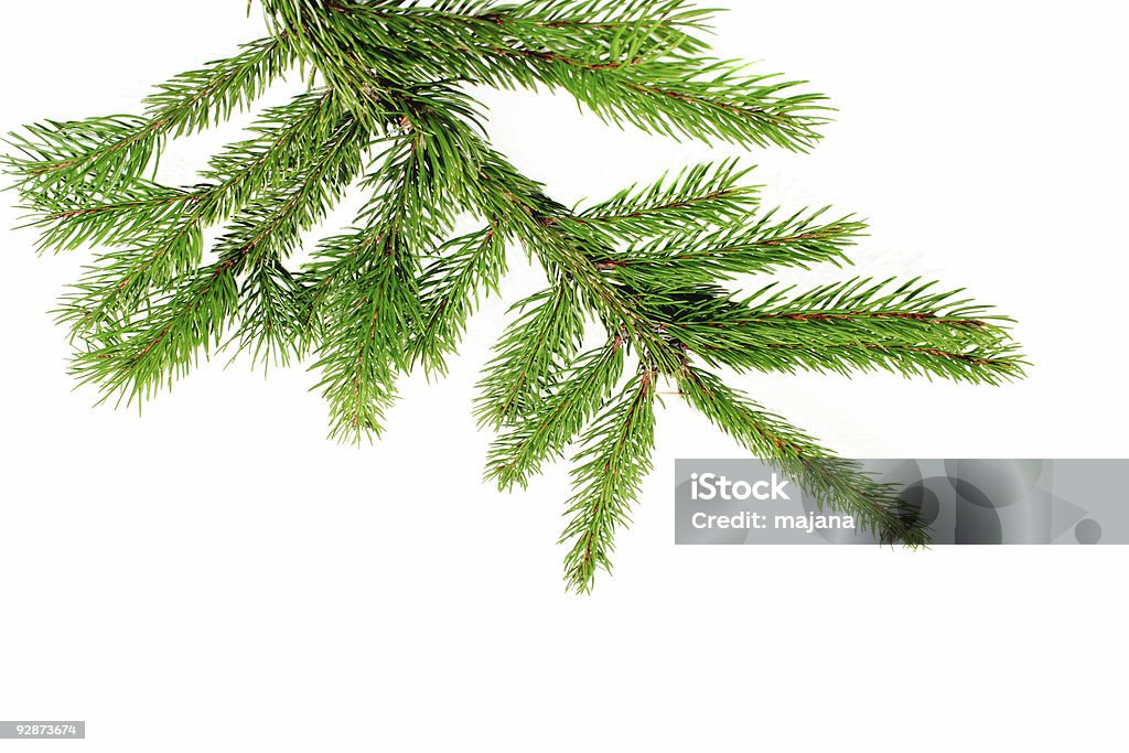 Frische pine branch - Lizenzfrei Ast - Pflanzenbestandteil Stock-Foto