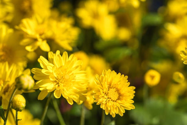 istock Chrysanthemum flowers bloom in garden 928737806