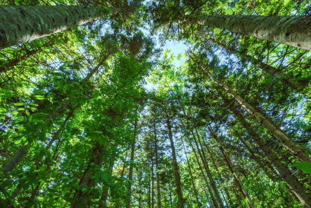 istock green virgin forest in hokkaido japan. 928738528