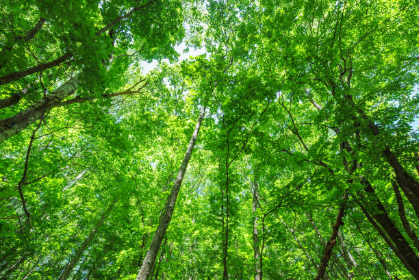istock green virgin forest in hokkaido japan. 928738532