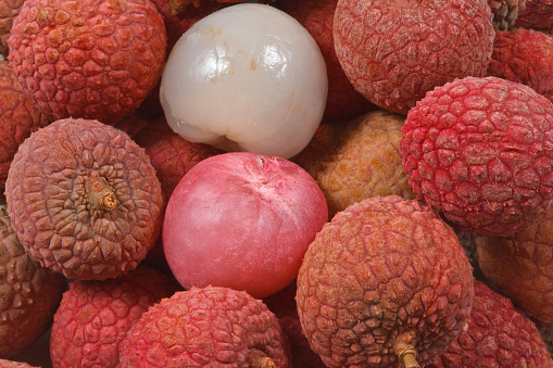 Achiote (Bixa orellana) fruit with seeds from Amazon Tropical Rainforest, Brazil