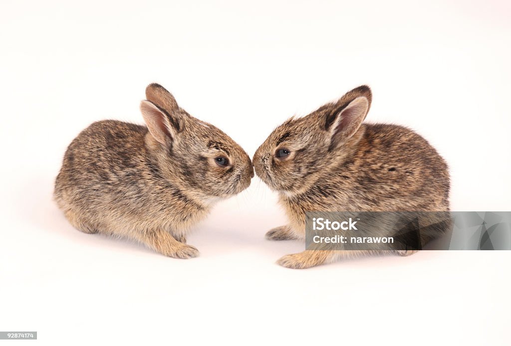 Kiss me  Animals In The Wild Stock Photo