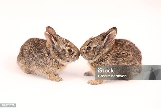 Kiss Me Stock Photo - Download Image Now - Animals In The Wild, Rabbit - Animal, Baby Rabbit