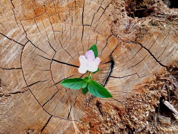 Plants that grow out of stumps.