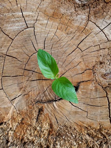 istock plant growing out of a tree stump 928743756