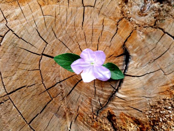 Plants that grow out of stumps.