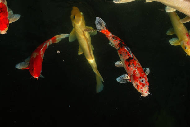 Koi, Fancy Carp are swimming in above water surface