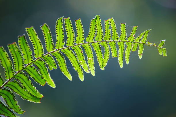 Nephrolepis exaltata (The Sword Fern) Nephrolepis exaltata (The Sword Fern) - a species of fern in the family Lomariopsidaceae sword fern stock pictures, royalty-free photos & images