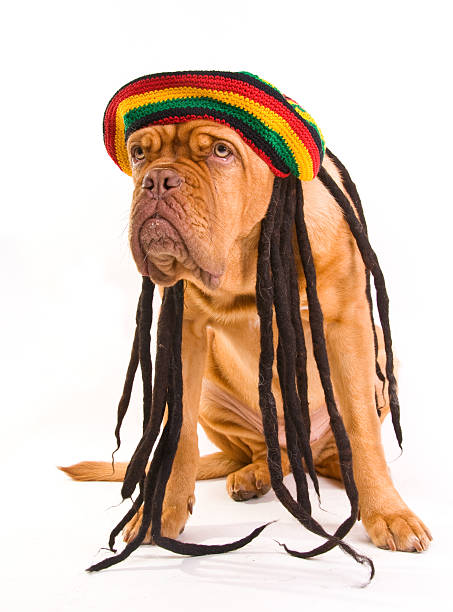 Rastafarian Hat Dog stock photo