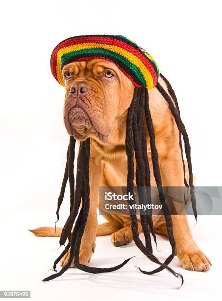 Foto de Rastafári Chapéu Cachorro e mais fotos de stock de Cão - Cão, Jamaica, Rastafári - Papel Humano