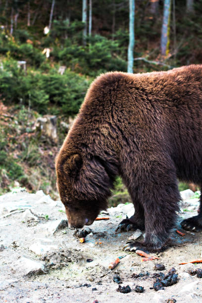 istock Brown bear in the reserve. 928755406