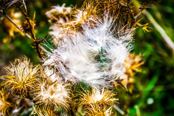 closeup of a wild flowers field
