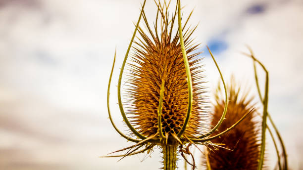 istock flowers from France 928755530