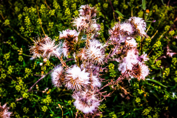 istock flowers from France 928755532