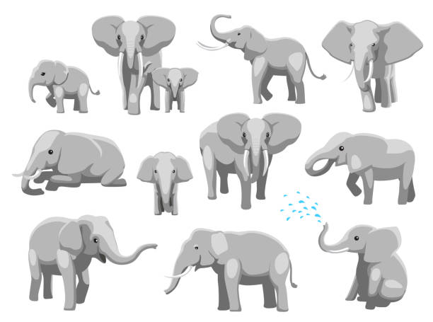 ilustraciones, imágenes clip art, dibujos animados e iconos de stock de varios elefantes poses cartoon vector ilustración - elefante