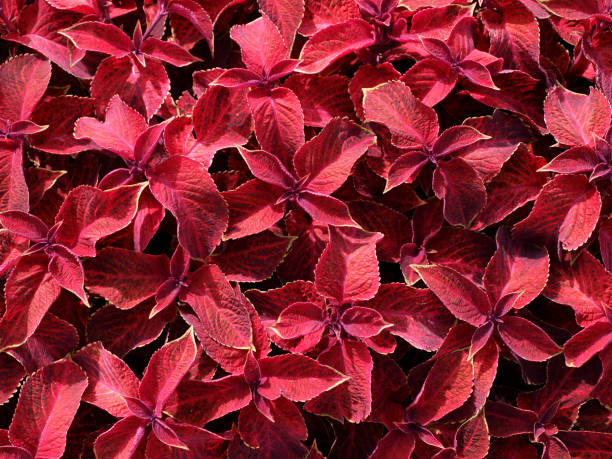 istock Many red coleus foliage plant close up 928759330