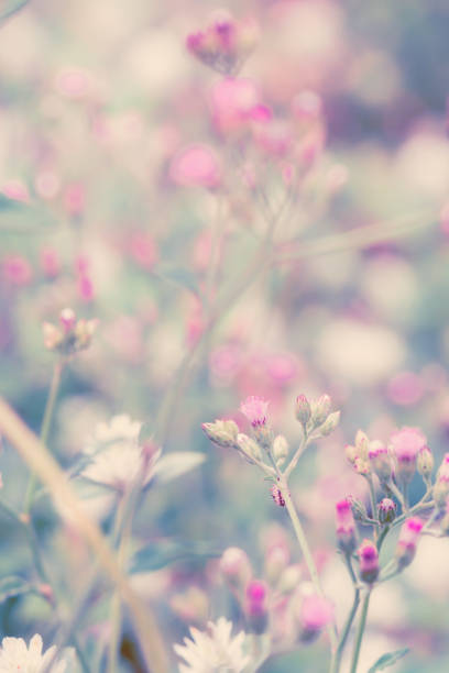 istock Fantasy flower, nature vintage pastels background 928759700