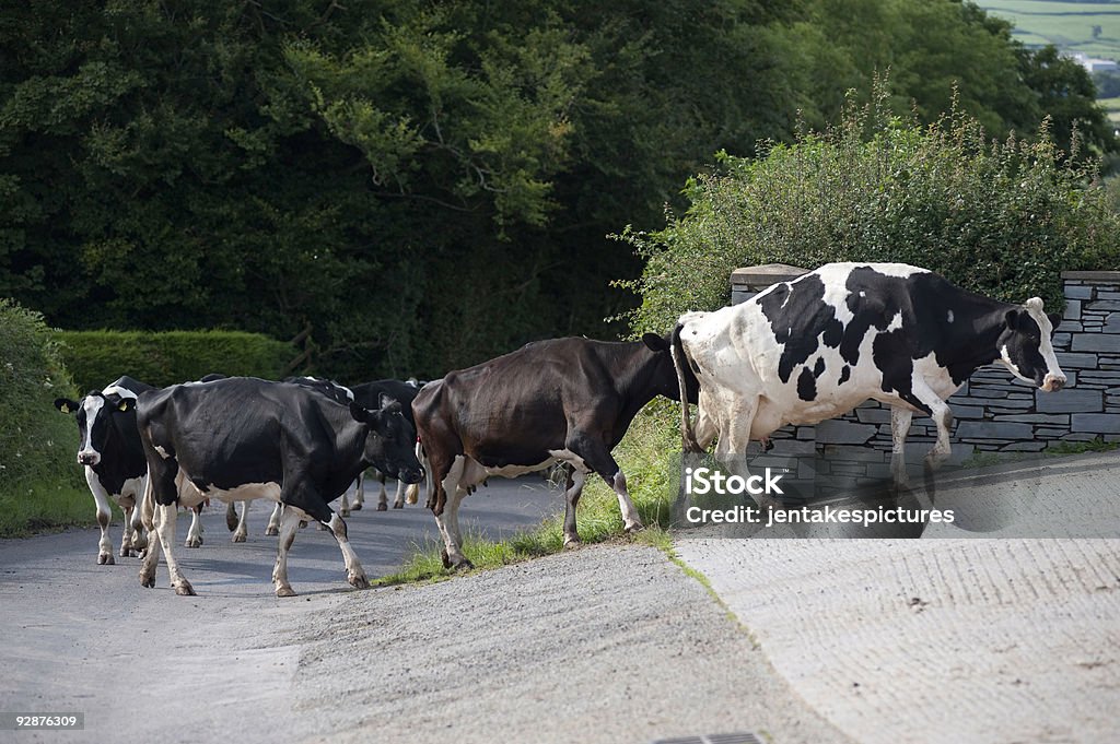 Cows  Milking Stock Photo