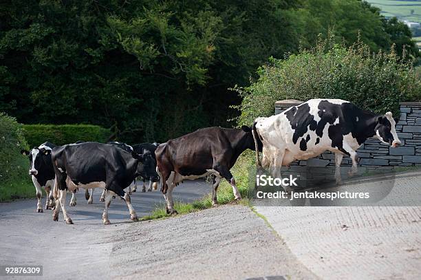 Cows Stock Photo - Download Image Now - Milking, Traffic Jam, Waiting In Line
