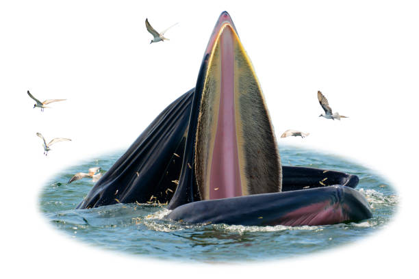 istock Isolation image. Two Bryde's Whale in the sea. 928765404