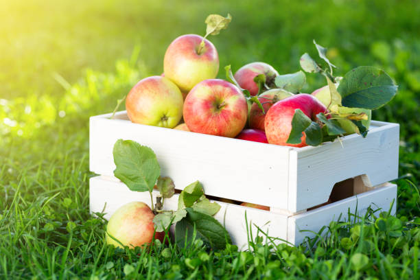 istock Apples in wooden crate in garden 928771780
