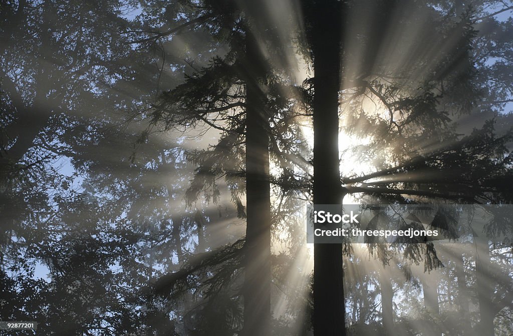 Morgen auf den Wald - Lizenzfrei Sonnenaufgang Stock-Foto