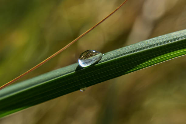close up drop water on grass