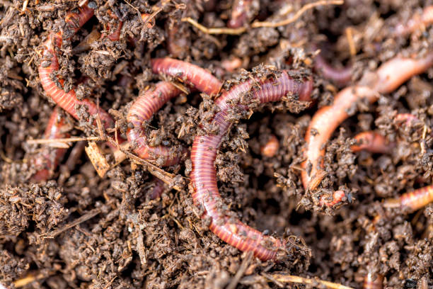 makro strzał czerwonych robaków dendrobena w oborniku, dżdżownica żywa przynęta do połowów. - fishing worm zdjęcia i obrazy z banku zdjęć