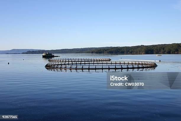 Acuicultura Foto de stock y más banco de imágenes de Acuicultura - Acuicultura, Salmón - Animal, Australia