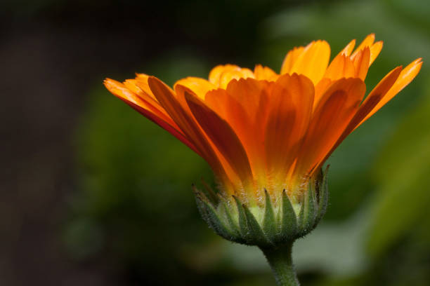 istock Beautiful orange calendula is growing on a meadow. Live nature. 928776280
