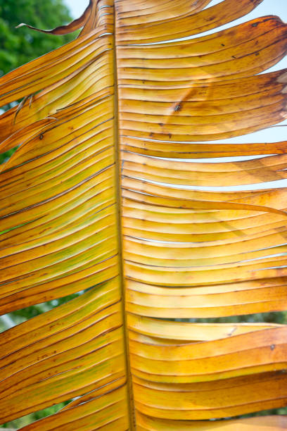 пальмовый лист - fractal clear sky tree sky стоковые фото и изображения