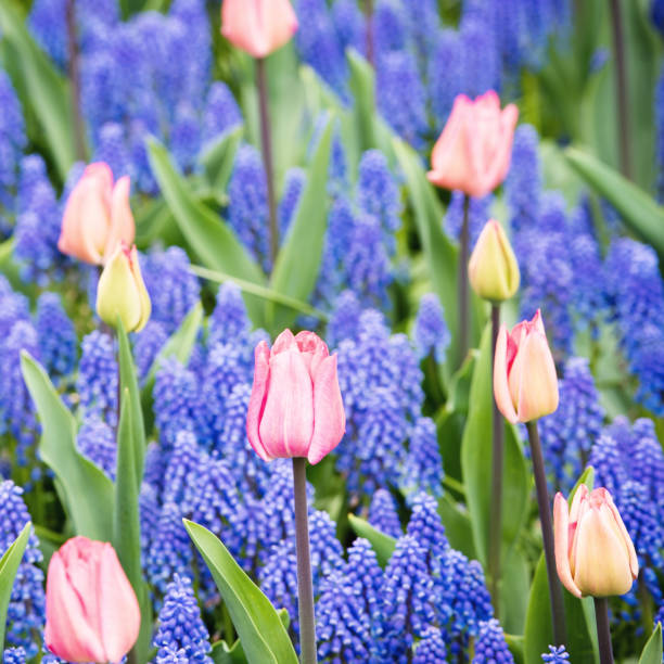 istock Pink tulips and Muscari hyacinth field 928779452