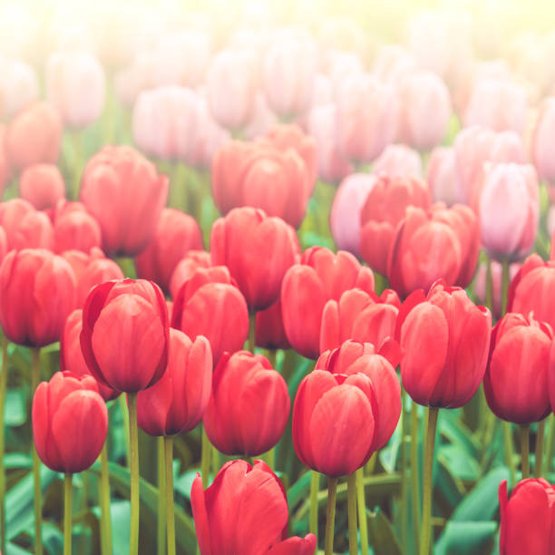 istock Multicolored tulips field in the Netherlands 928779732