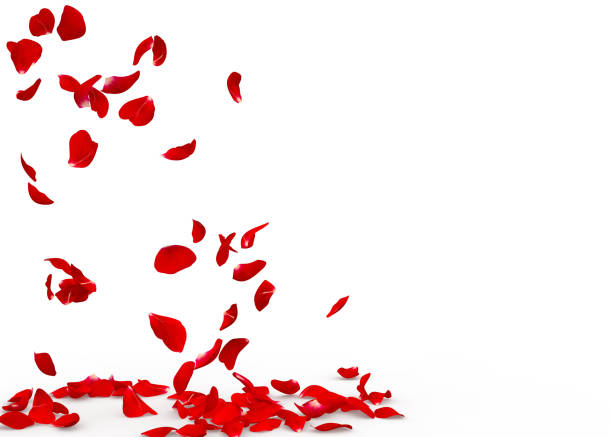 istock Rose petals fall to the floor 928780512