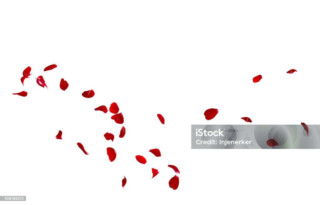 Red rose petals fly in a circle. The center free space for Your photos or text Red rose petals fly in a circle. The center free space for Your photos or text. Isolated white background Rose - Flower Stock Photo