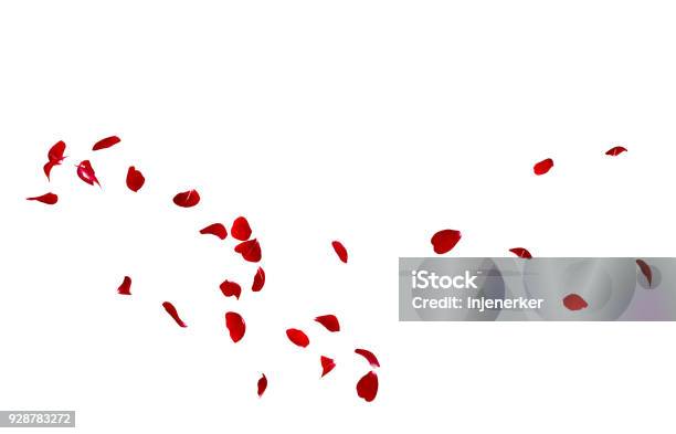 Red Rose Petals Fly In A Circle The Center Free Space For Your Photos Or Text Stock Photo - Download Image Now