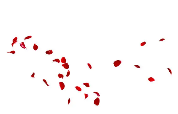 Photo of Red rose petals fly in a circle. The center free space for Your photos or text