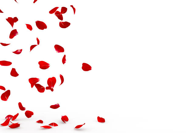 Rose petals fall to the floor