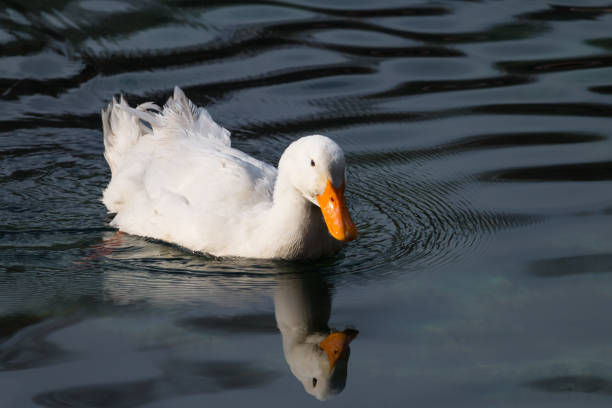 istock Ducks swimming in a lake 928783988