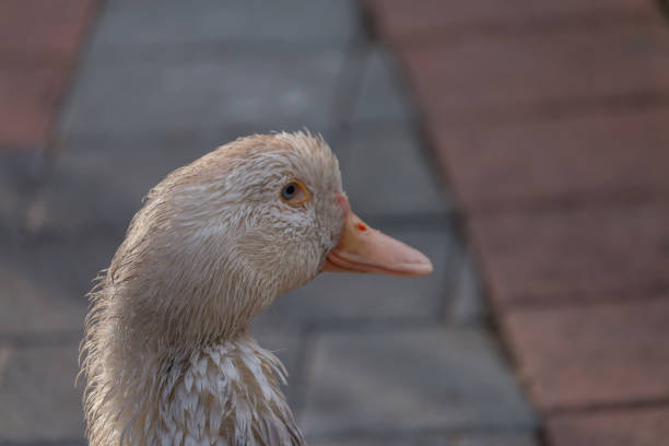 a wet duck rests on the shore