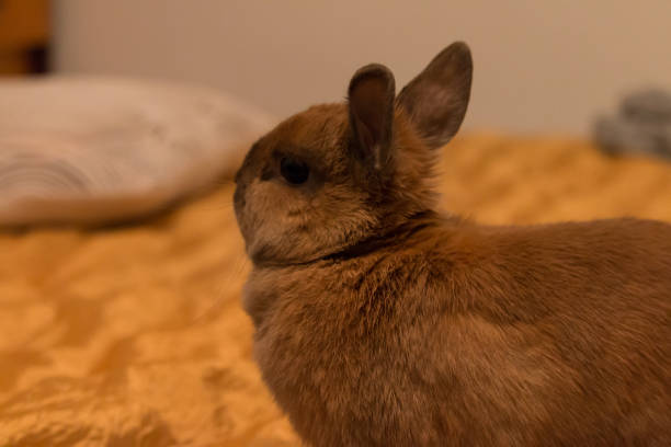 istock a little baby rabbit lying on the bed 928784044
