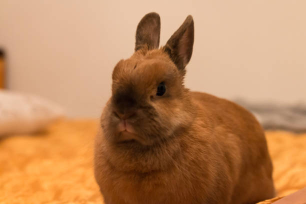 istock a little baby rabbit lying on the bed 928784088