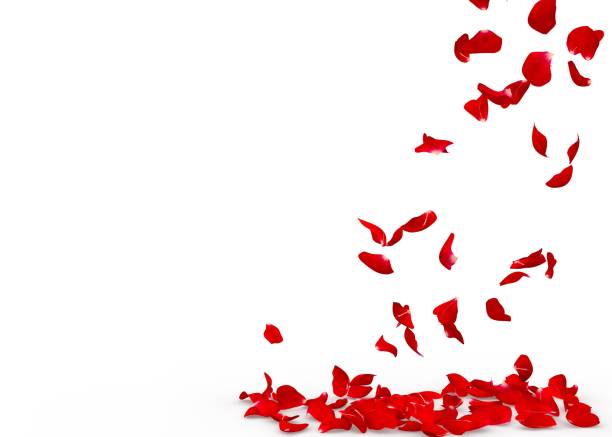 istock Rose petals fall to the floor 928784186
