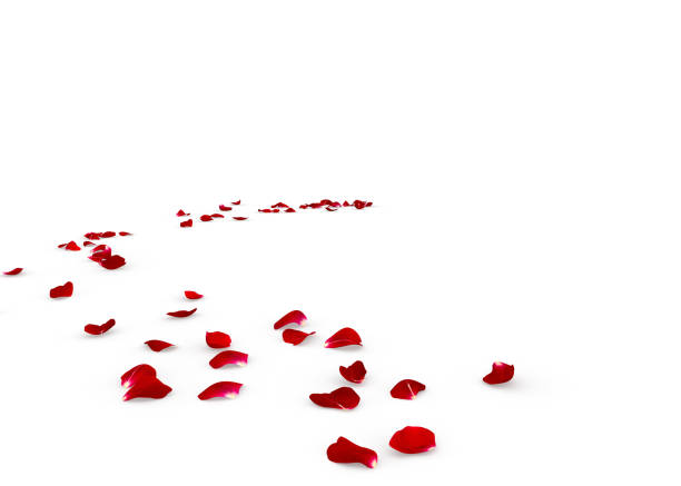 A thrown, discarded rose flower on the ground