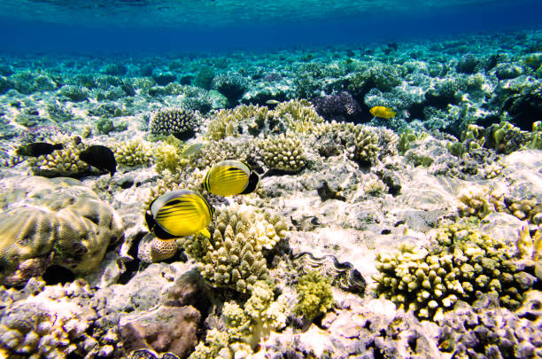 istock Landscape of a coral reef with fish 928787020