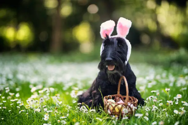 Cute scottish terrier dog dressed up as easter bunny. The dog bunny is guarding basket of easter eggs.

